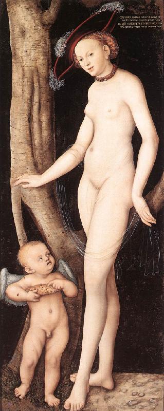 CRANACH, Lucas the Elder Venus and Cupid with a Honeycomb dfg oil painting picture
